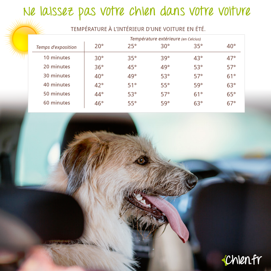 Illustration de l'article : Le Mans : 2 chiens laissés dans un véhicule meurent de chaud !